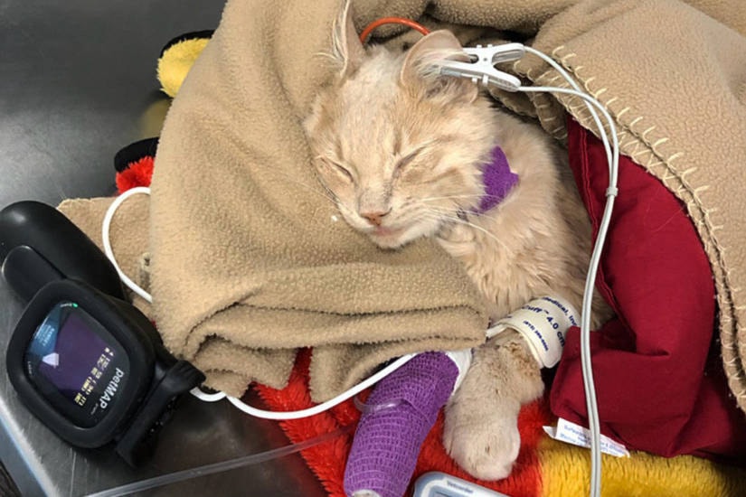 Every Donation Brings Hope 🐾