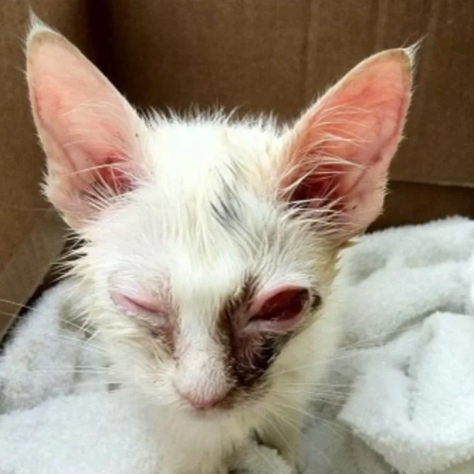 Help Cindy Heal: Safe, But Still Hurting