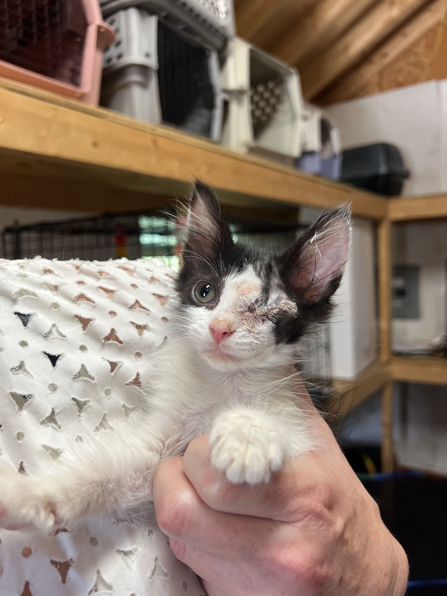 Snowy’s Fight for Hope: From Abandoned to Loved